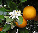 Click image for larger version

Name:	Orange.jpg
Views:	52
Size:	19.6 KB
ID:	1895413