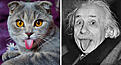 Click image for larger version

Name:	look-alike-copycat-cats-19.jpg
Views:	31
Size:	80.5 KB
ID:	1994866