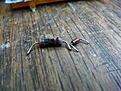 Click image for larger version

Name:	P1070915.JPG
Views:	85
Size:	1.30 MB
ID:	2159449