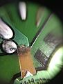 Click image for larger version

Name:	IMG_resizedsolderjoint.jpg
Views:	56
Size:	168.0 KB
ID:	2203929