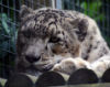 SnowKitteh's Avatar