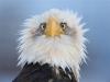 EagleBro's Avatar